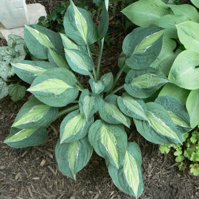 Hosta 'Kiwi Full Monty'